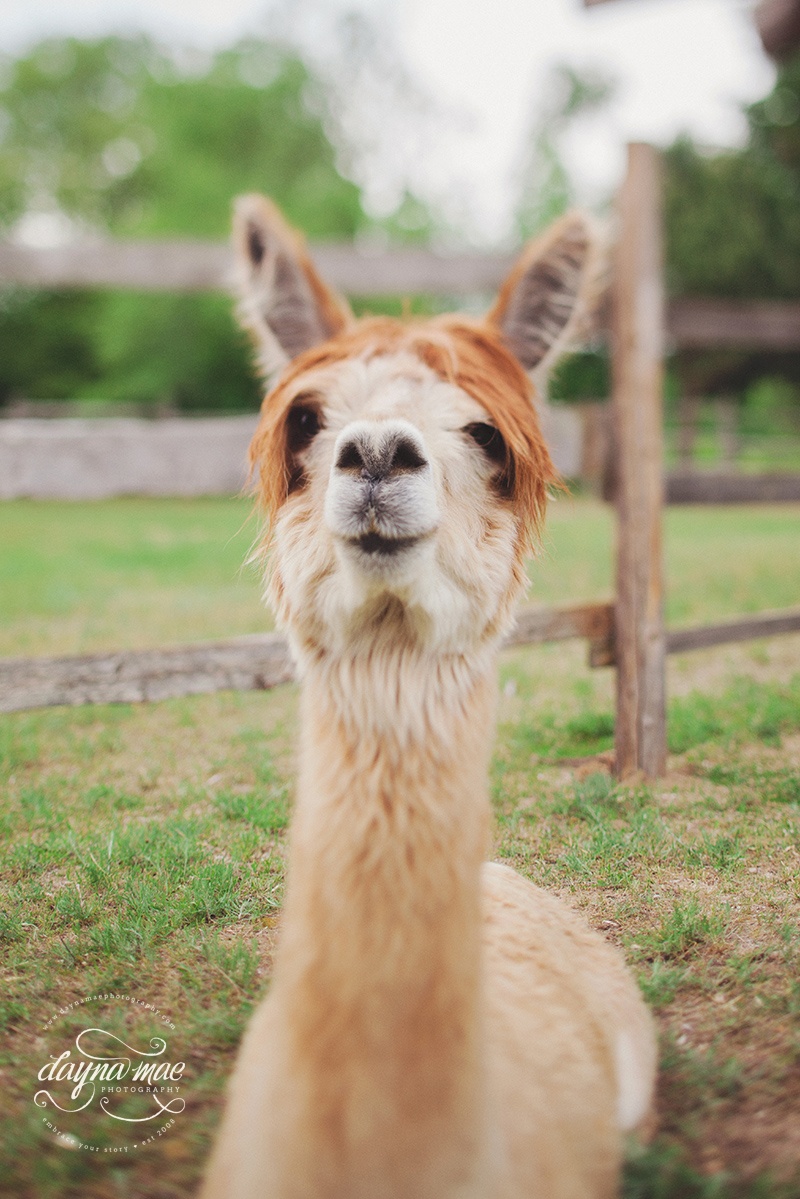 Snow_moon_ranch_wedding42b