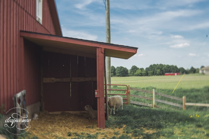 Frutig_Farms_Ann_Arbor_Wedding_0050